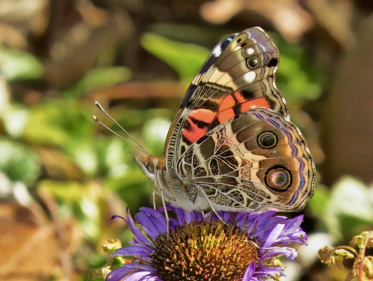 June Butterfly Walk