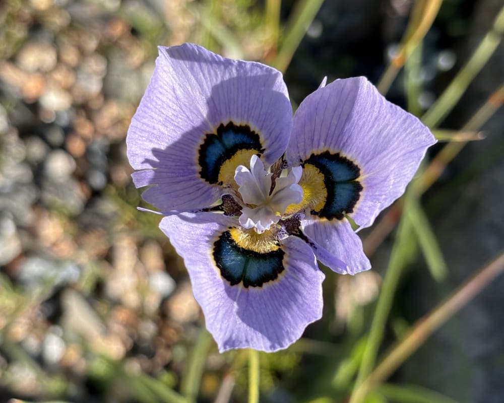 Discovery Station: Flowers and Pollination