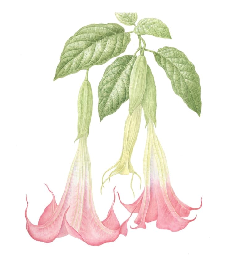 FULL: Botanical Illustration: Summer Flowers with Catherine Watters