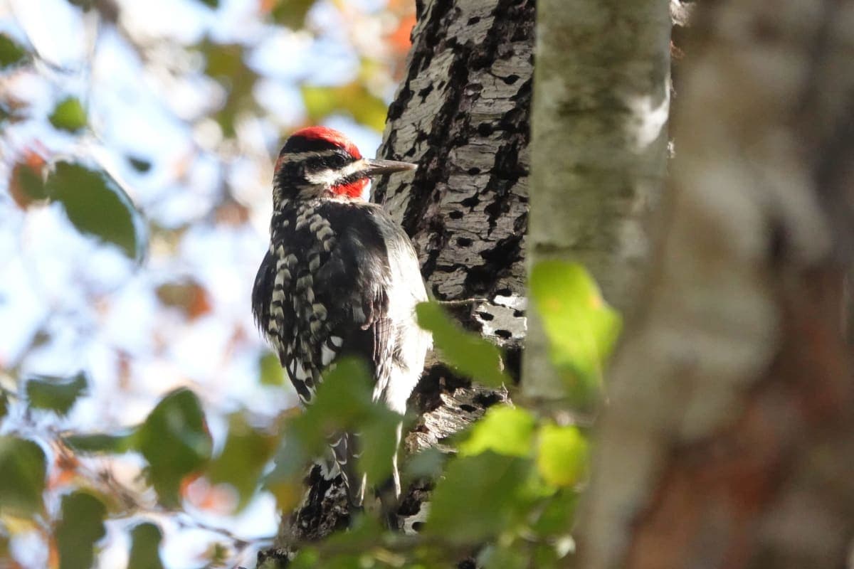 Members Only: Summer Bird Walk